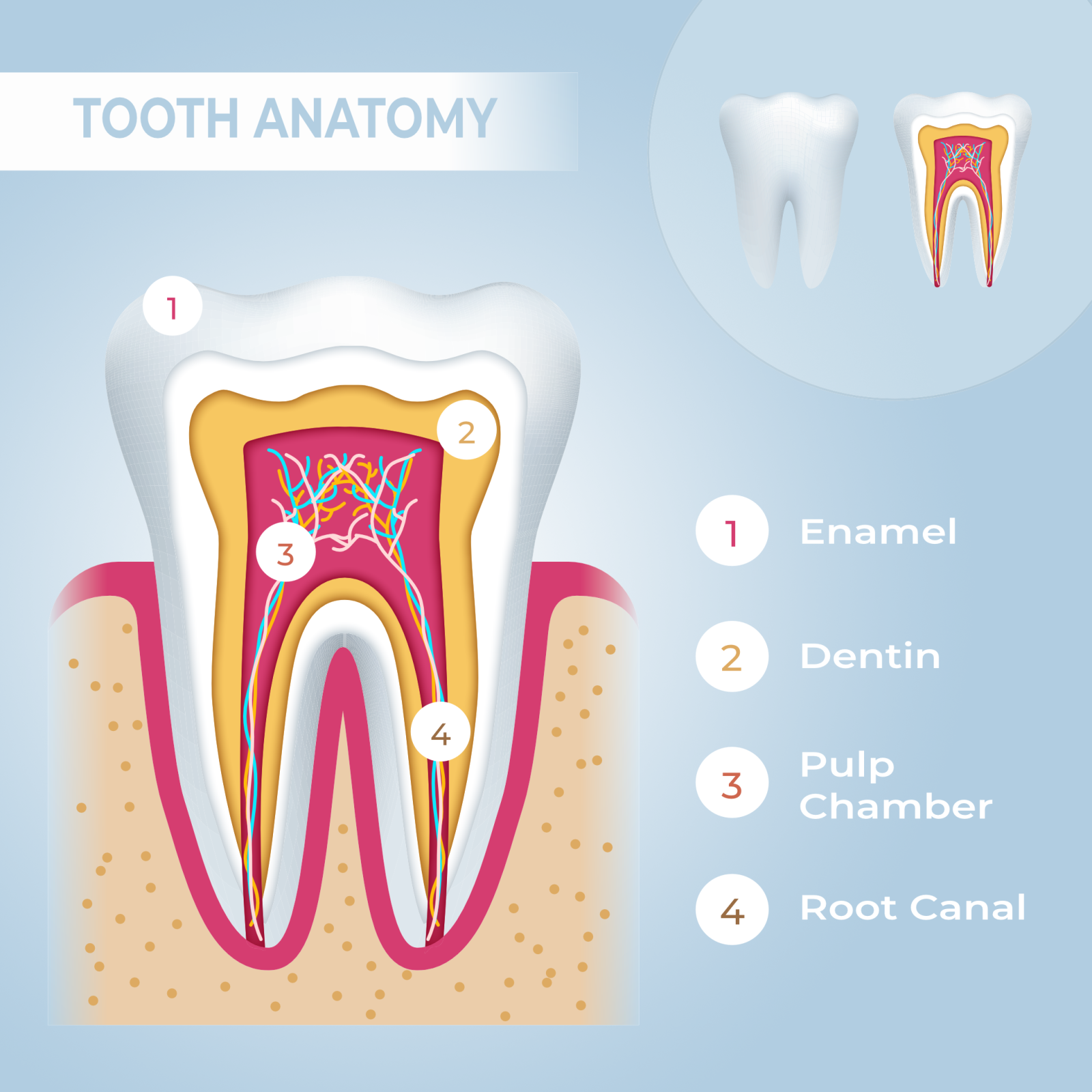 anatomy of a tooth: enamel, dentin, pulp chamber, root canal