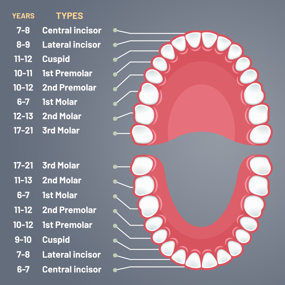 Development Chart Of Teeth From Baby To Adult