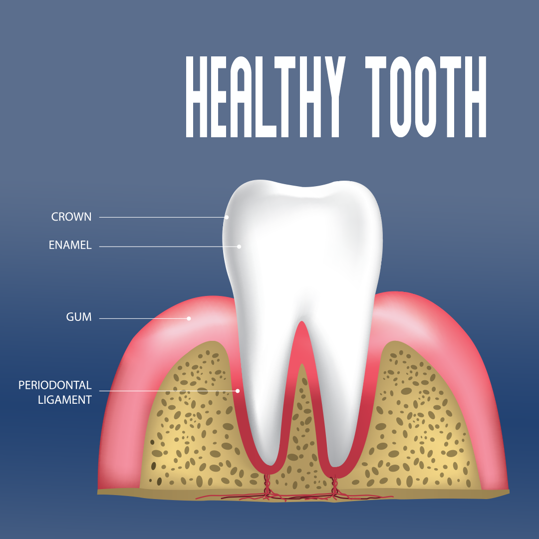 anatomy of tooth and gumline